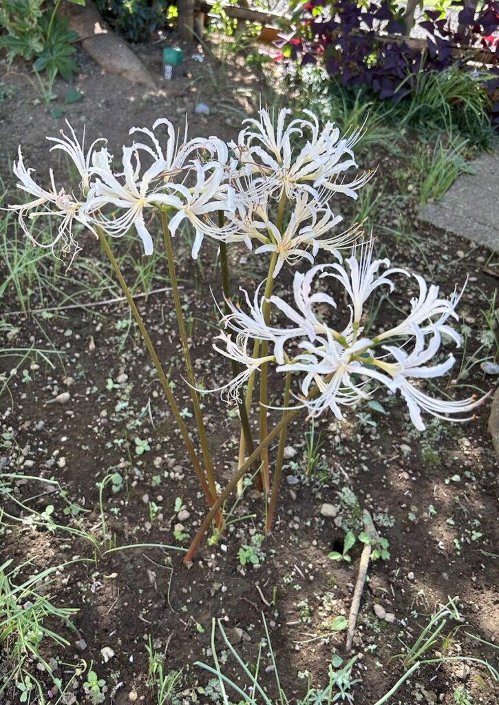 彼岸花｜白色のお花