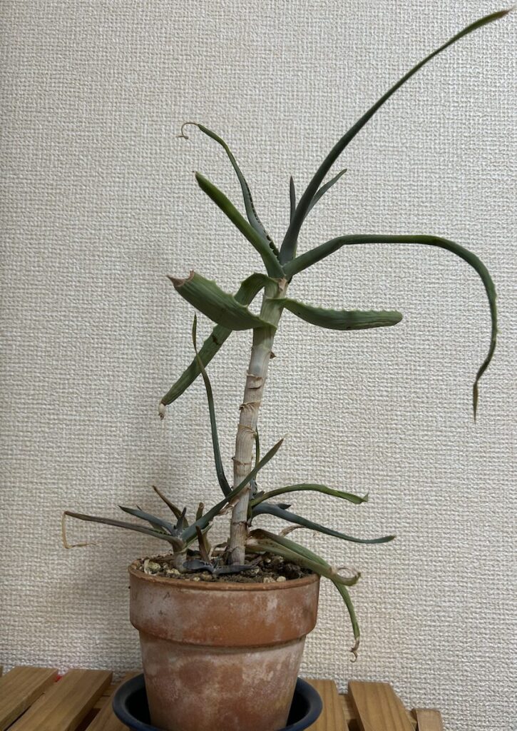 アロエ｜鉢植えで育ていている元気のない緑