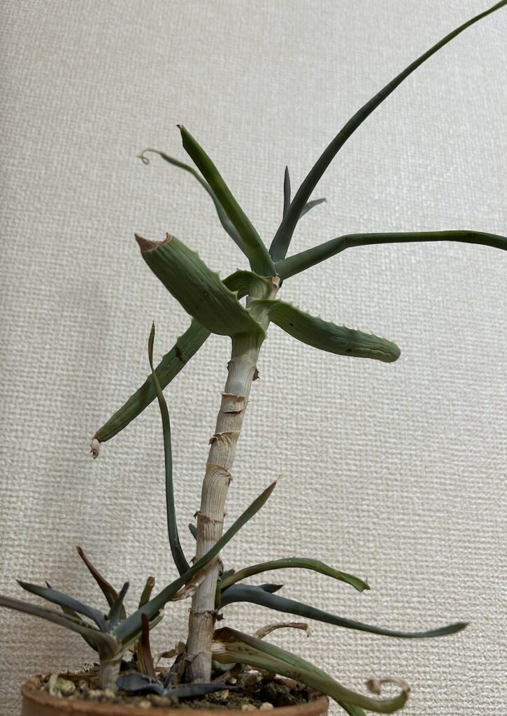 アロエ│鉢植えで育ていている元気のない緑