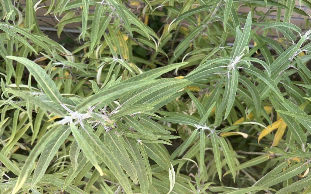 アメジストセージ｜葉っぱ