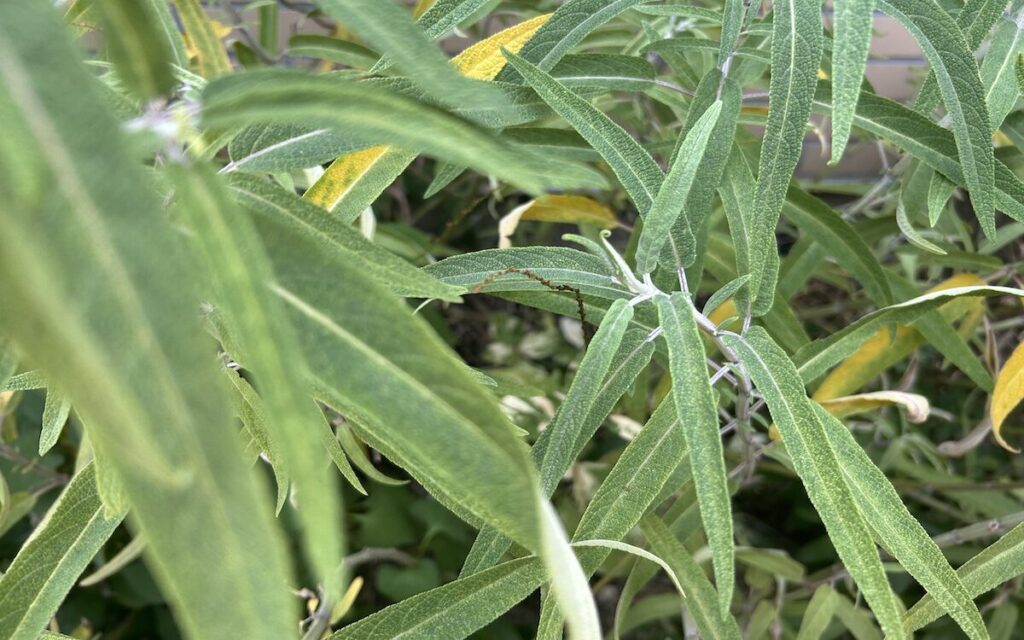 アメジストセージ｜葉っぱ