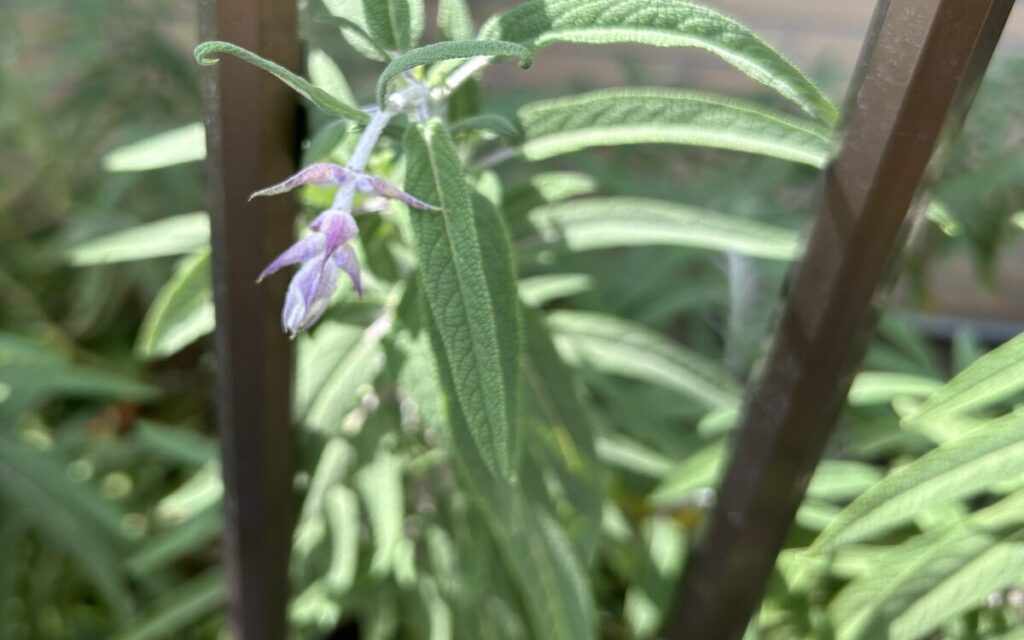 アメジストセージ｜お花