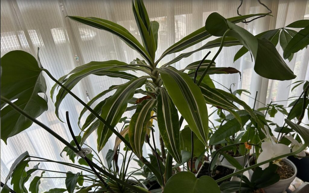 ドラセナ｜室内で育てている斑入りドラセナと周囲の観葉植物の様子