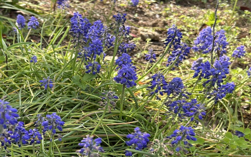 ブドウムスカリ｜紫色の花