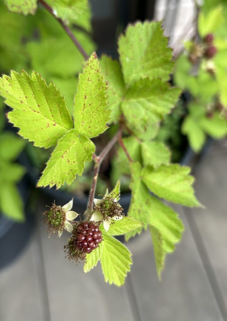 ブラックベリー｜赤茶色の実