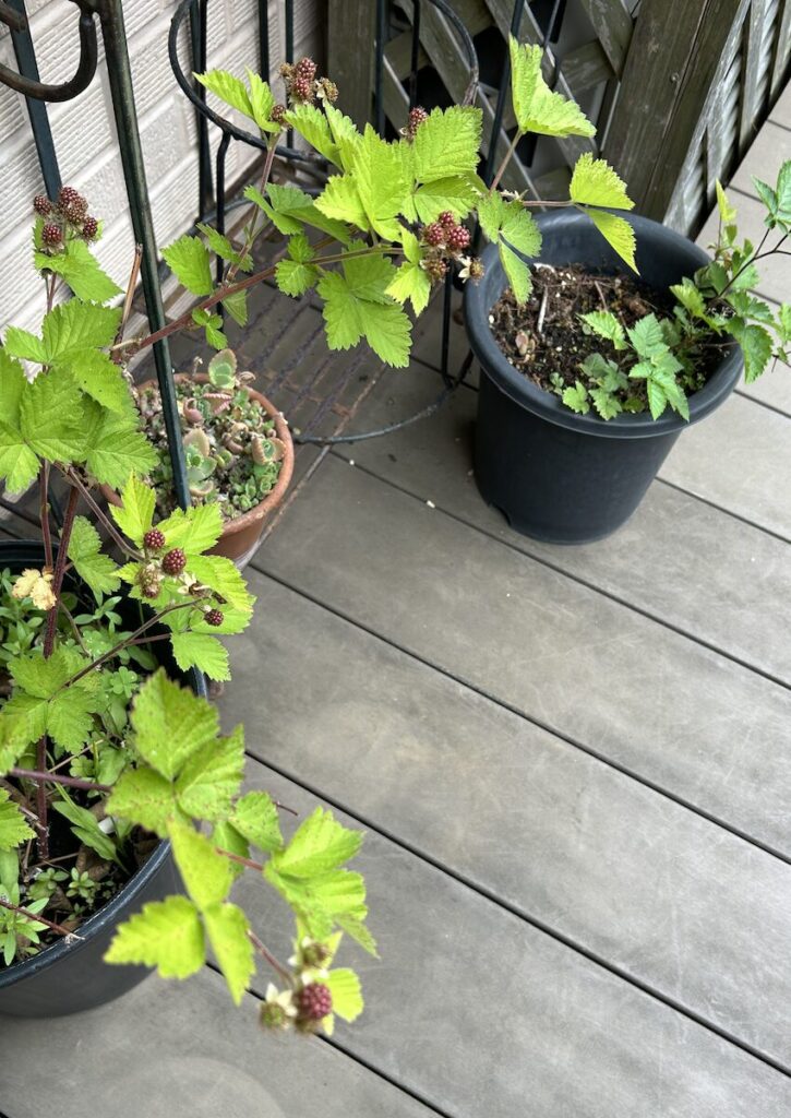 ブラックベリー｜赤茶色の実