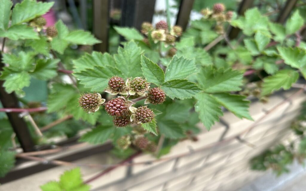 ブラックベリー｜赤茶色の実