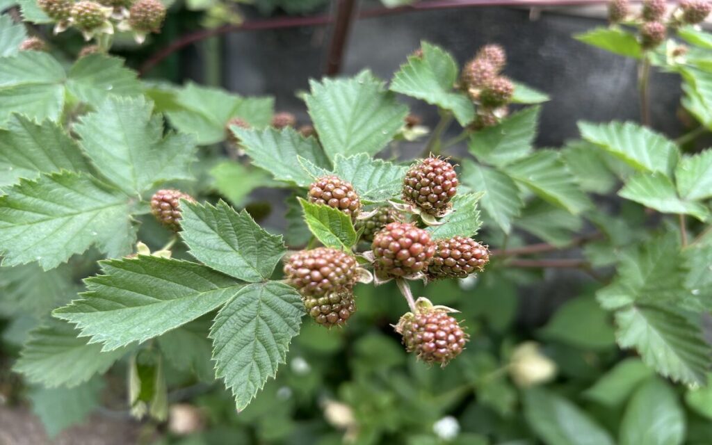 ブラックベリー｜赤茶色の実