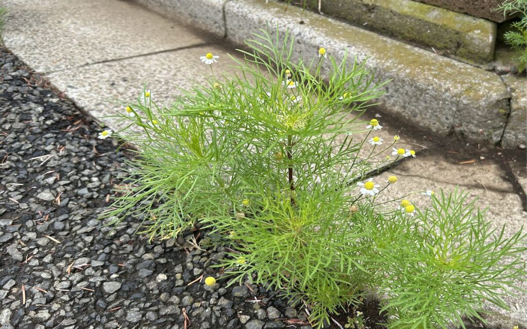 コスモス｜コンクリートの隙間から咲くコスモスとカモミール