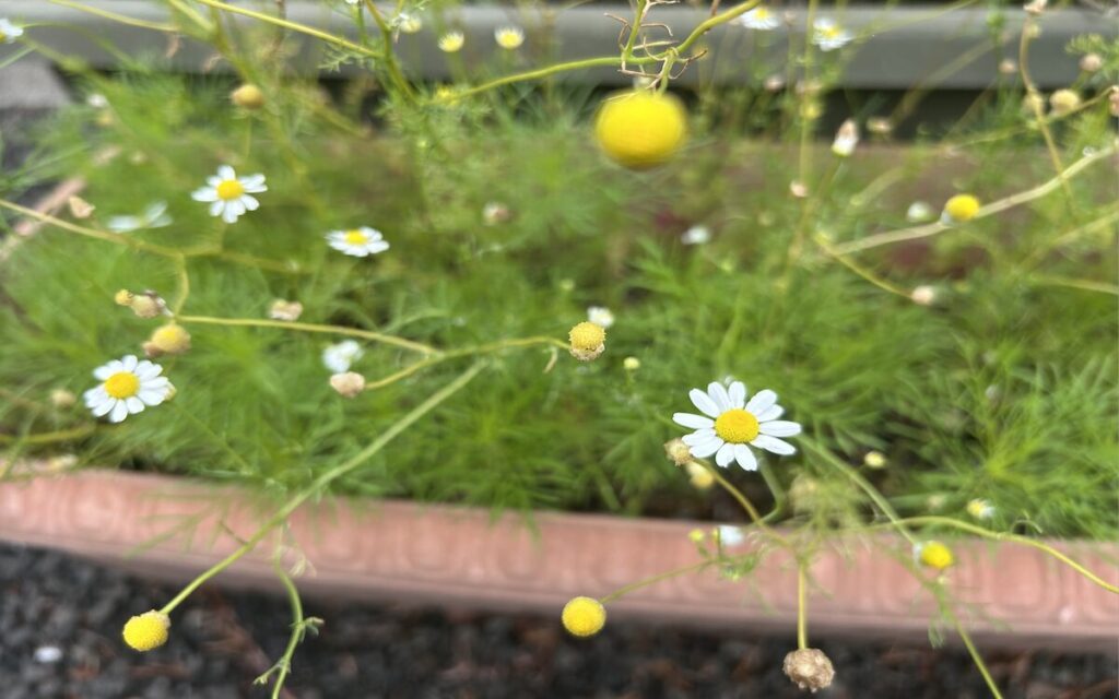 カモミール｜プランターで育てている白い花