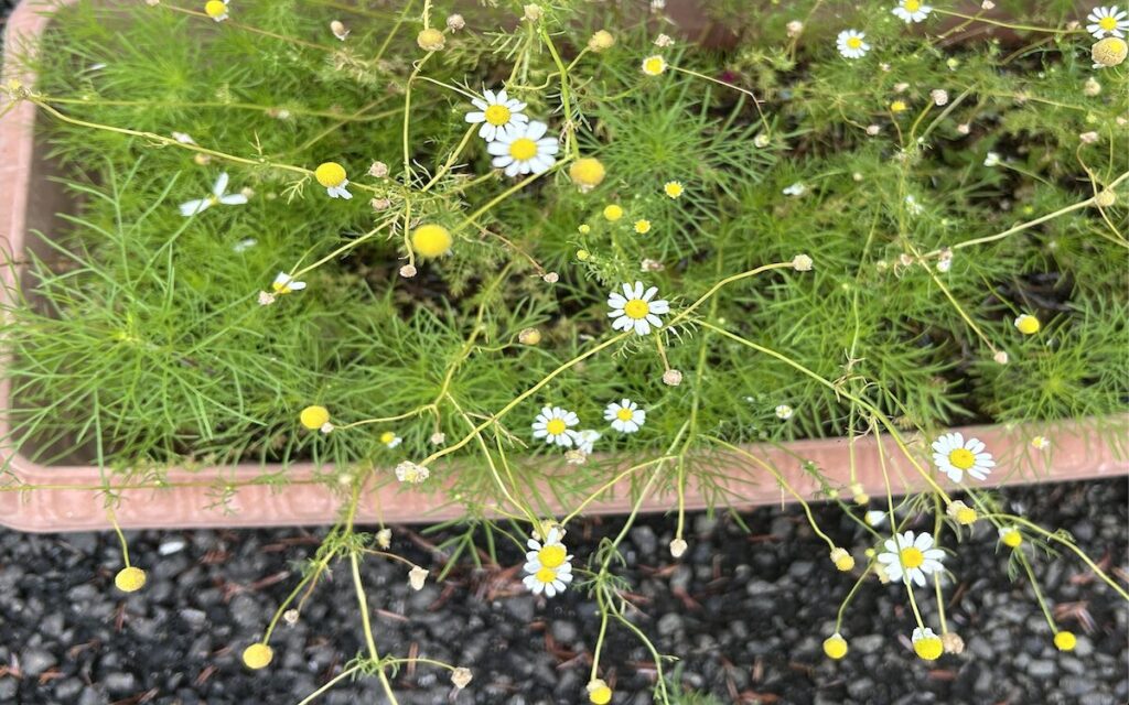 カモミール｜プランターで育てている白い花
