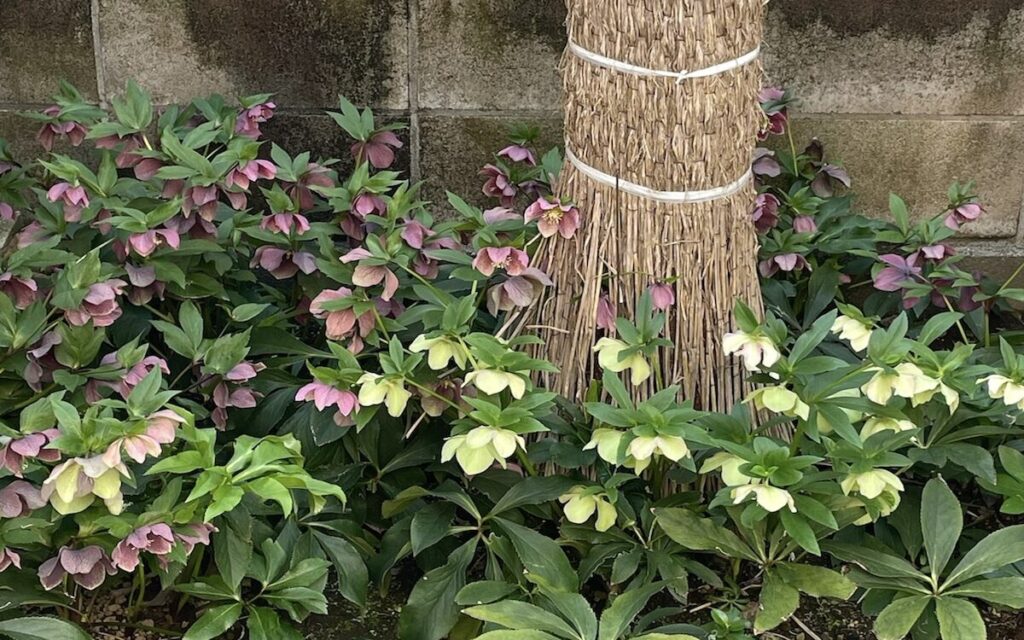 クリスマスローズ｜白とピンク色の花