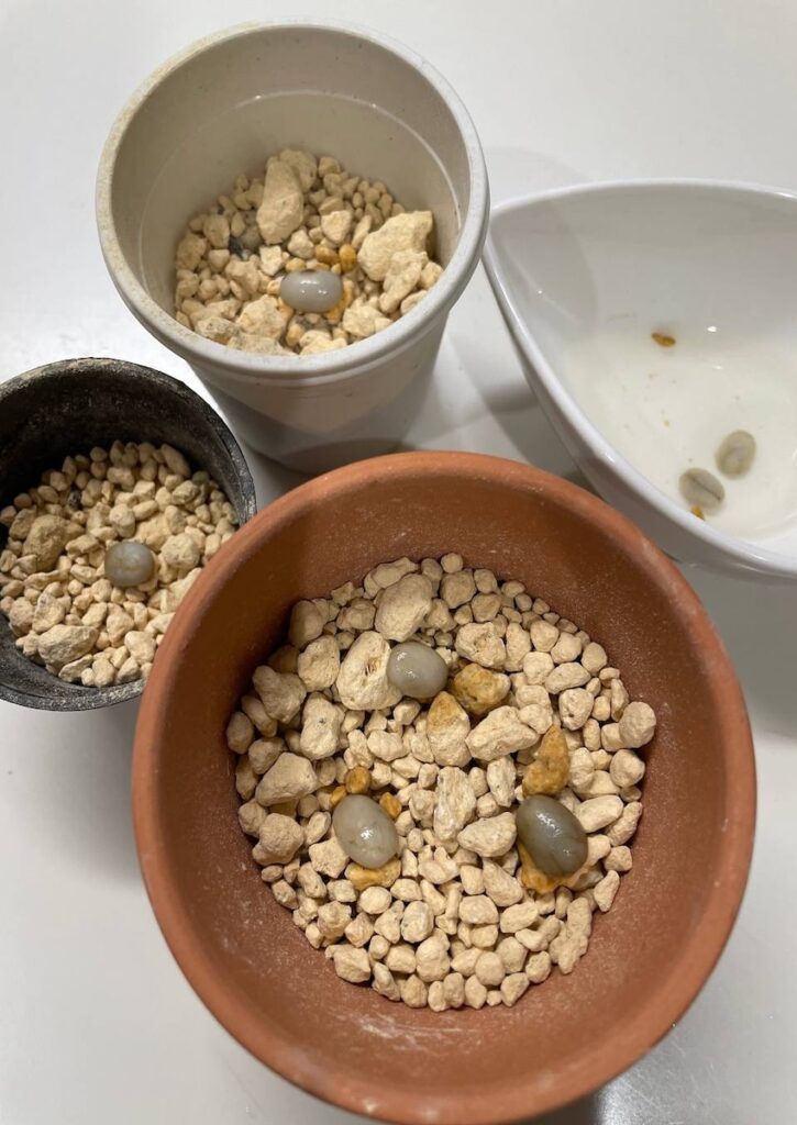 珈琲豆｜水でふやかした豆を土の上に並べた様子