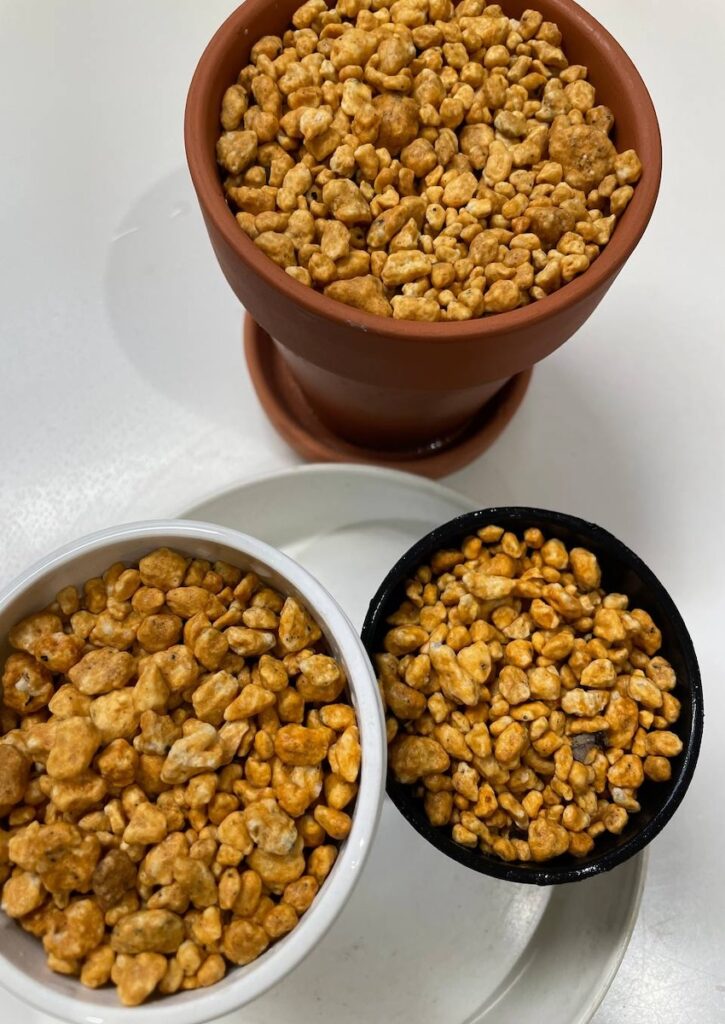 珈琲豆｜水でふやかした豆を鉢植えに植えた様子