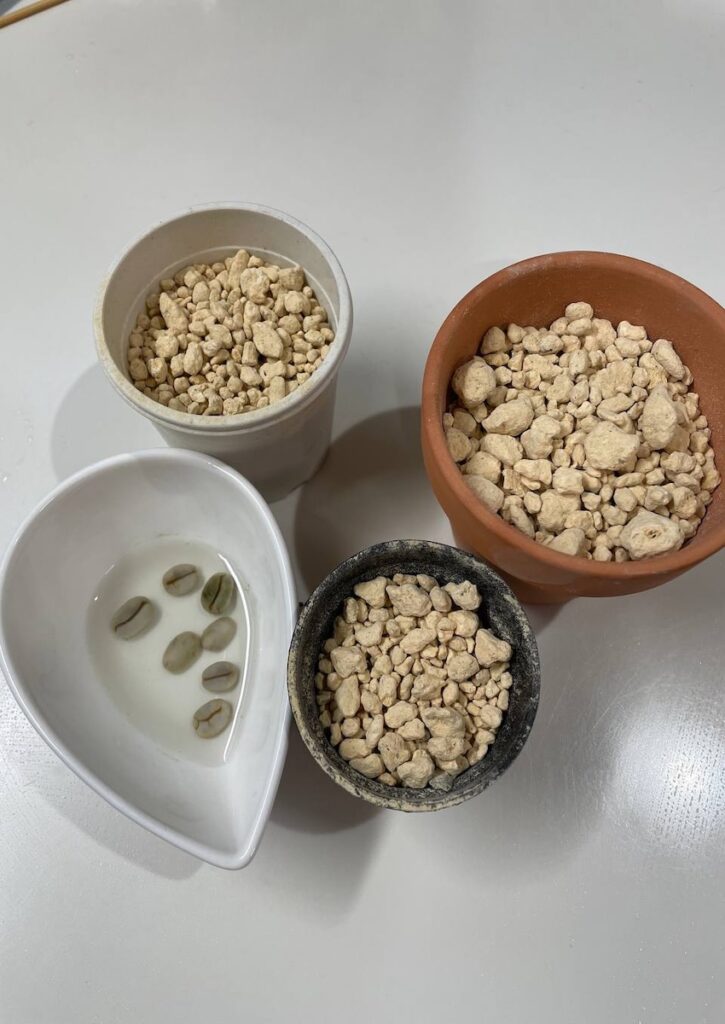 珈琲豆｜水でふやかした豆を鉢植えに植えた様子