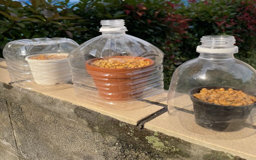 珈琲豆｜ペットボトル育成