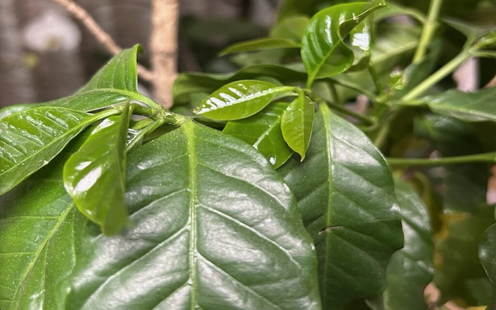 コーヒーノキ｜新芽