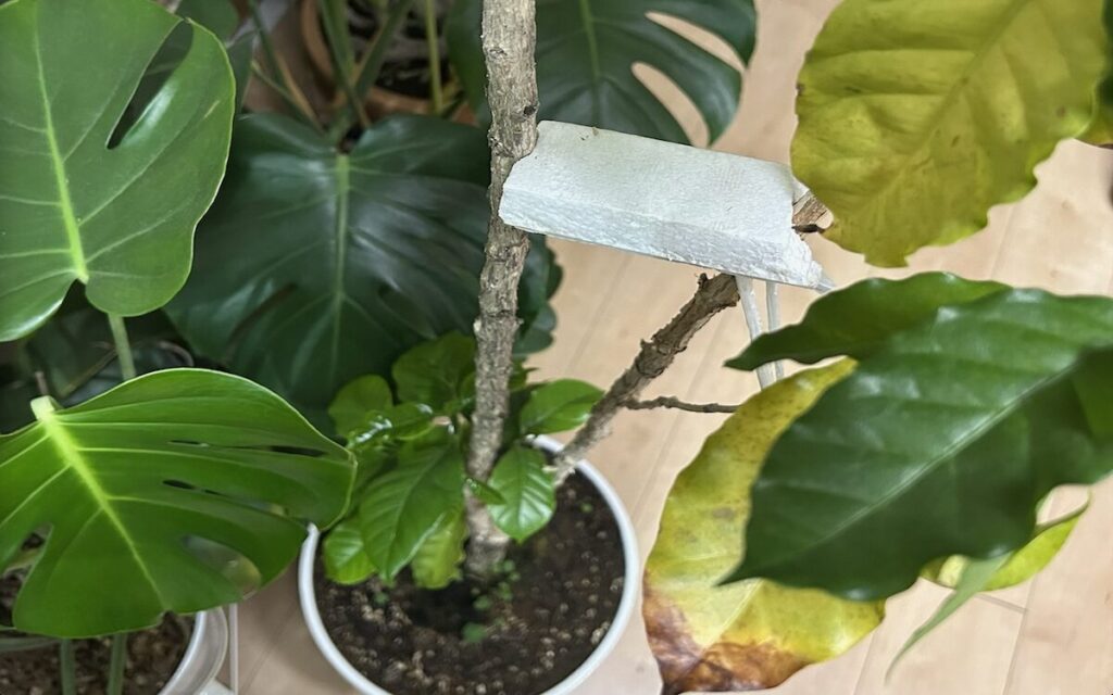 コーヒーノキ｜発泡スチロールで支えている様子