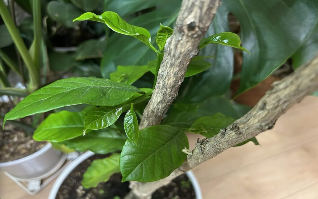 コーヒーノキ｜新芽