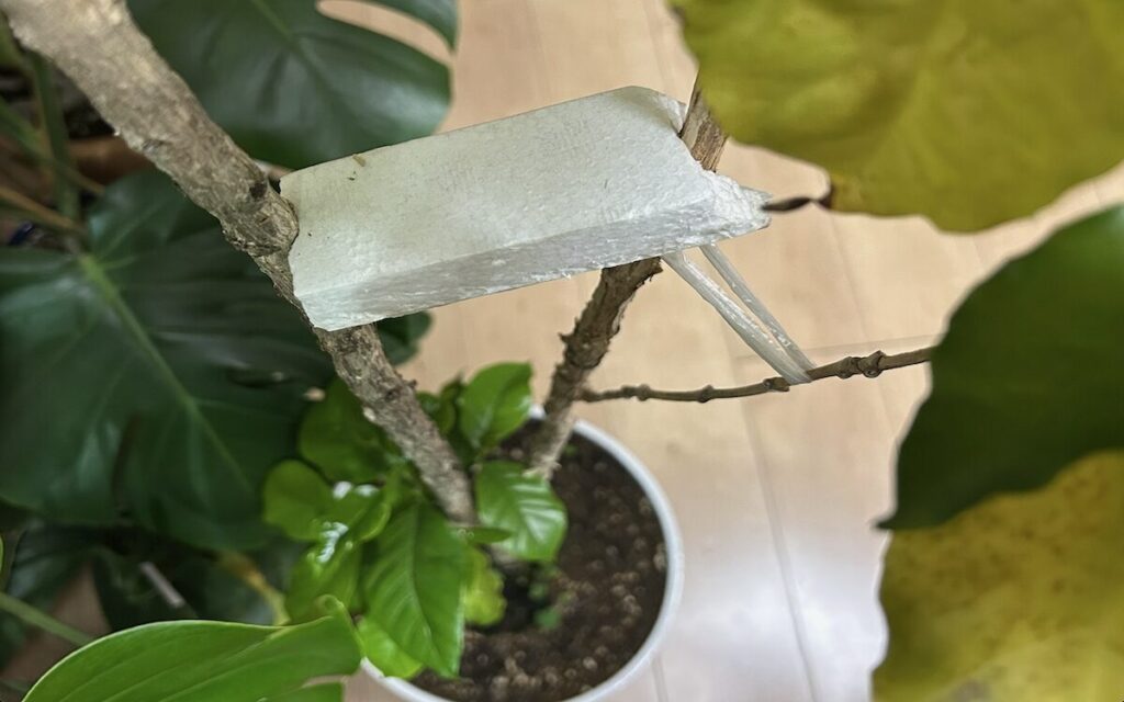 コーヒーノキ｜発泡スチロールで支えている様子