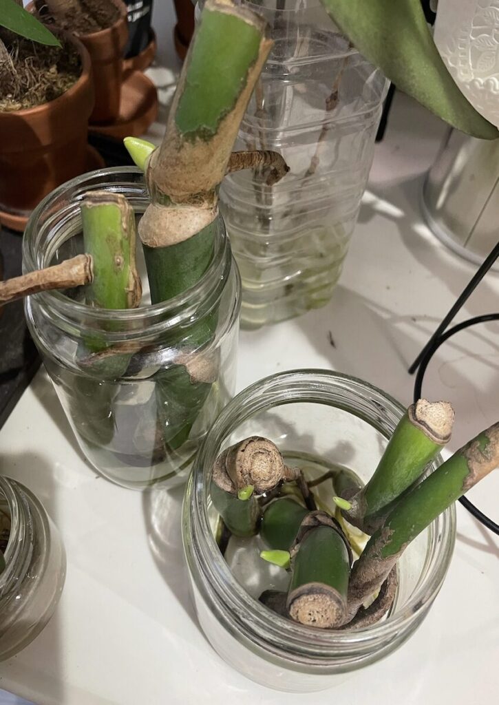 コーヒーノキ・モンステラ｜水差しの様子