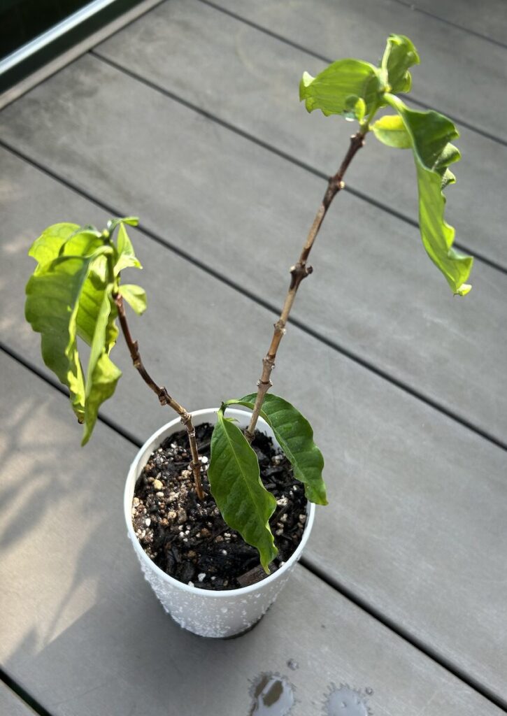 コーヒーノキ｜小さい鉢で育成