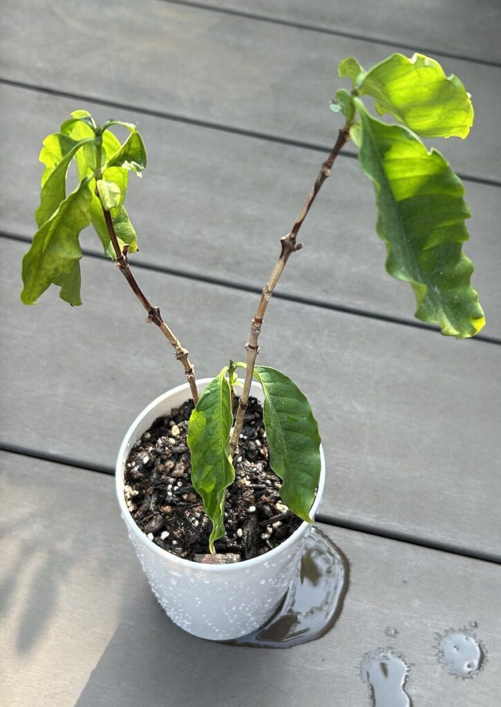 コーヒーノキ｜小さい鉢で育成