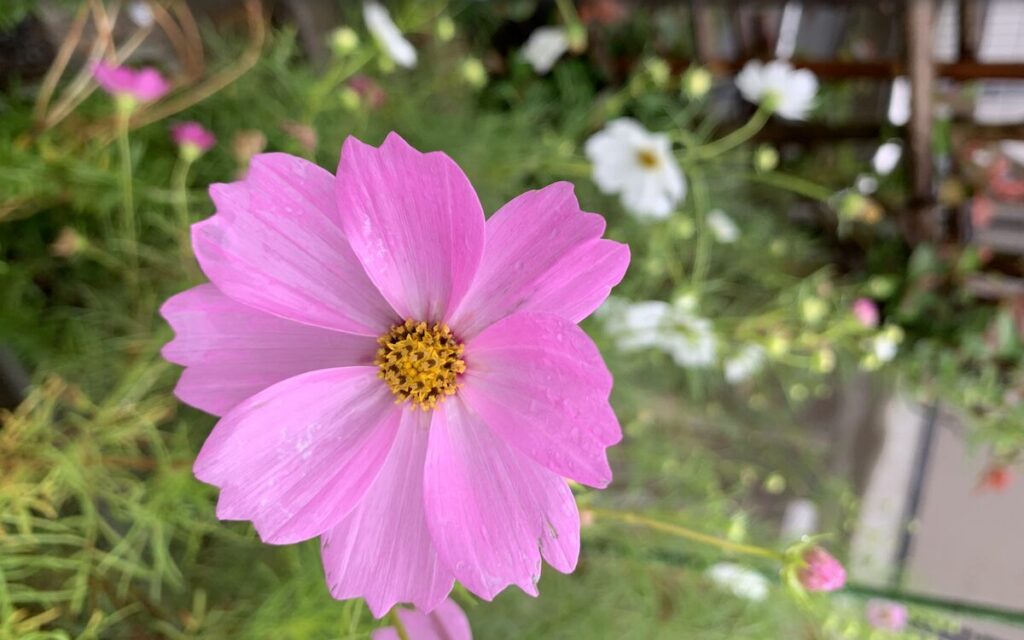 コスモス｜ピンクと白色の花