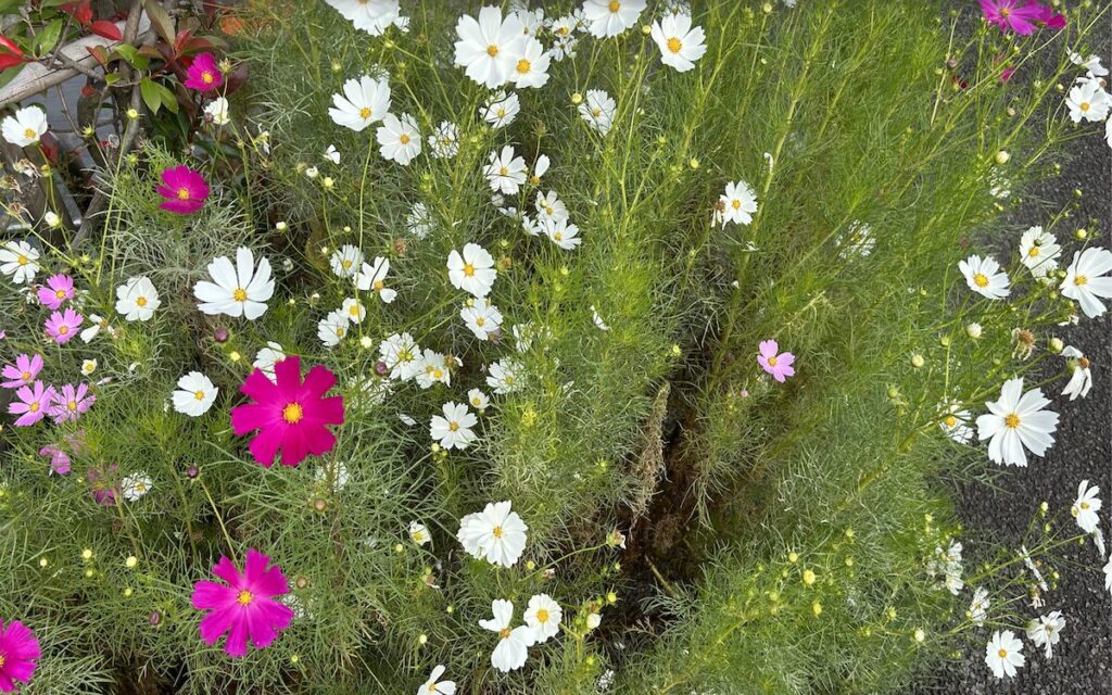 コスモス｜ピンクと白色の花