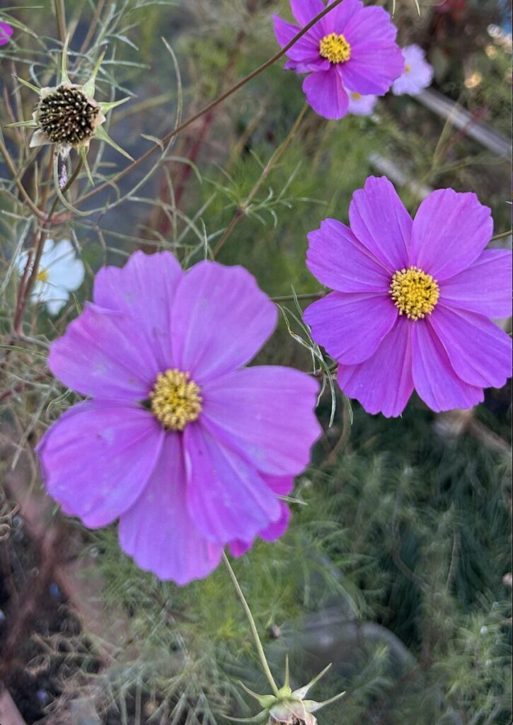 コスモス｜ピンク色の花