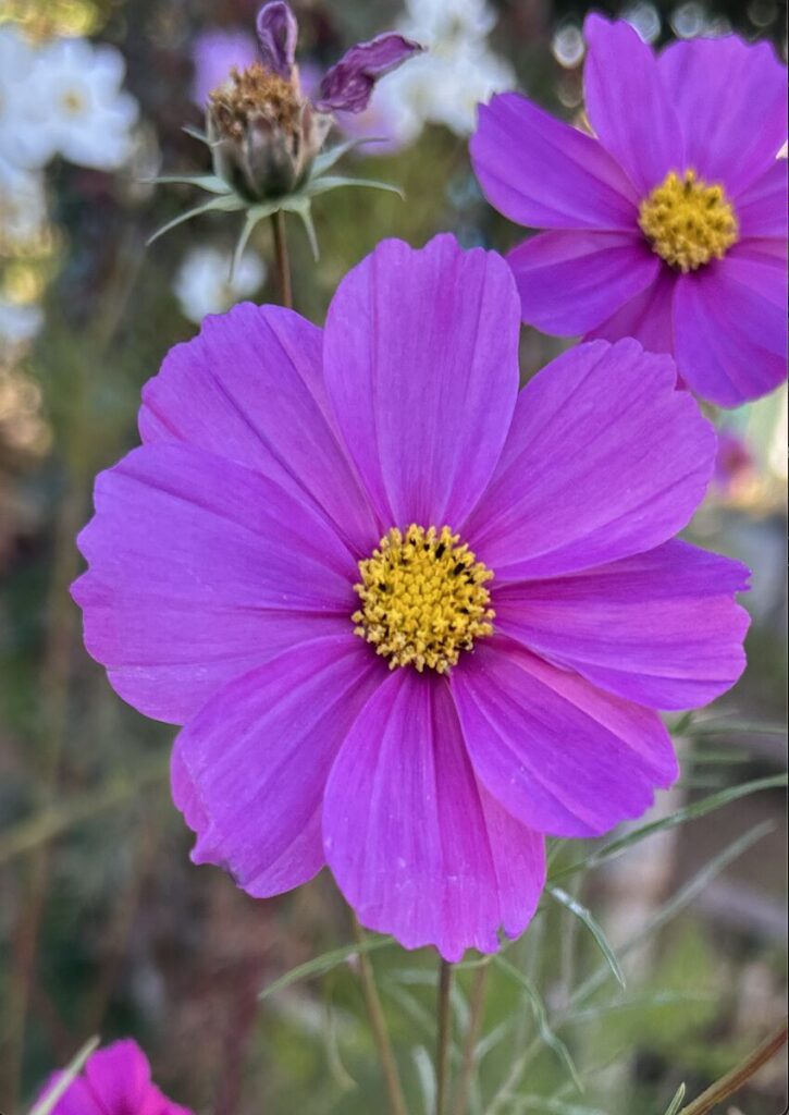 コスモス｜ピンク色の花