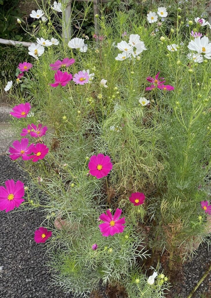 コスモス|白とピンク色の花