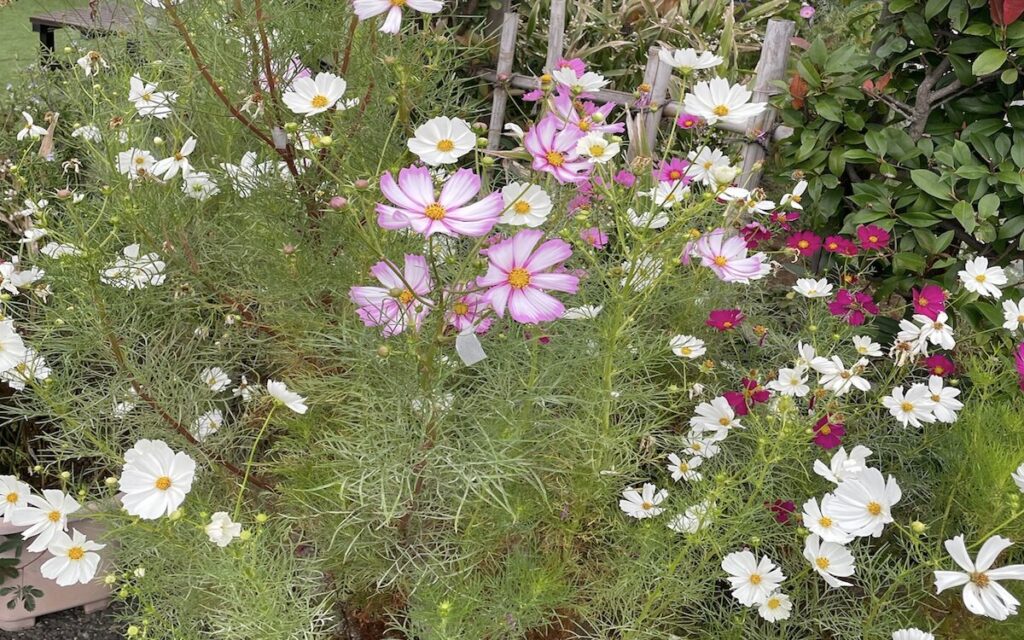 コスモス|白とピンク色の花