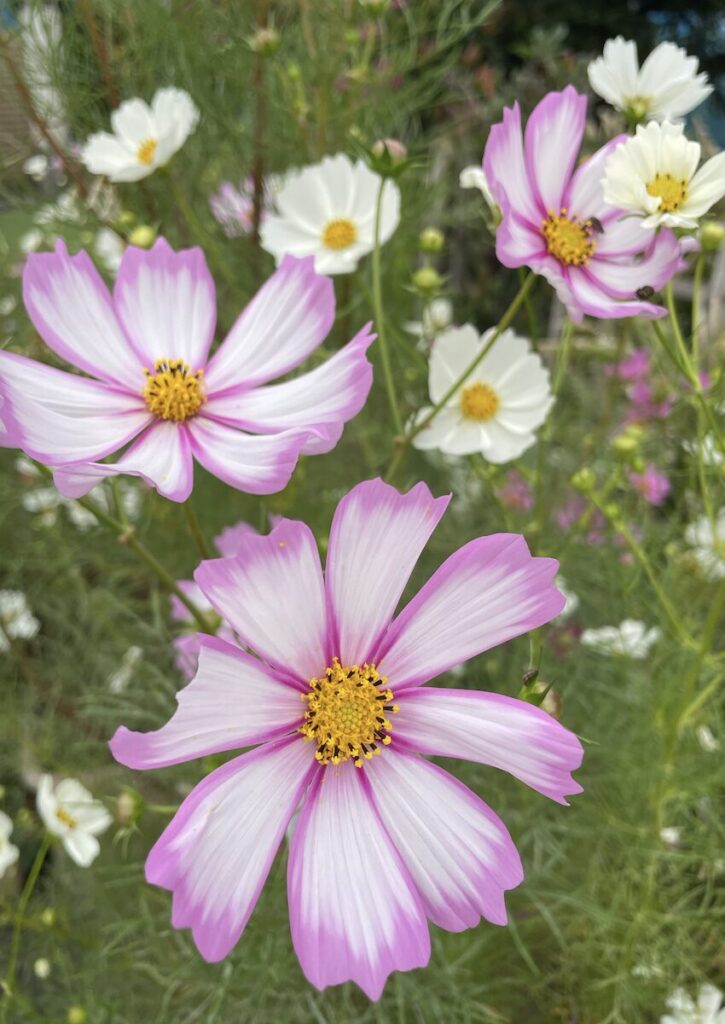 コスモス|白とピンク色の花