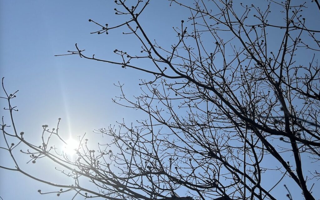 ハナミズキ｜春先の蕾