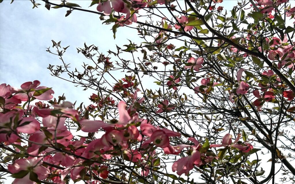 ハナミズキ｜開花