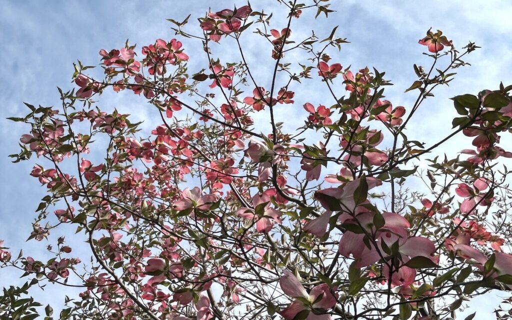 ハナミズキ｜ピンク色の花