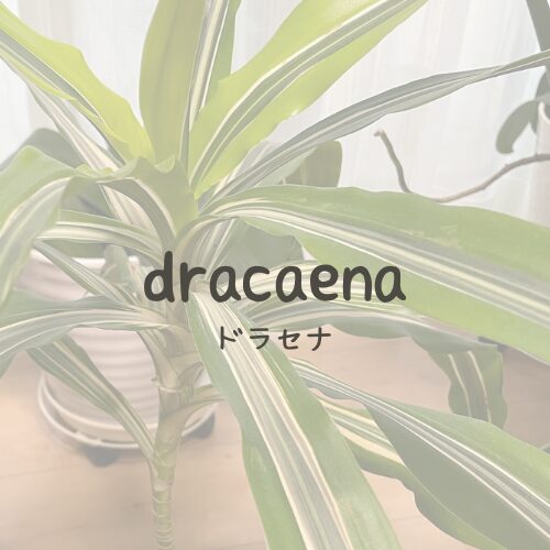 dracaena