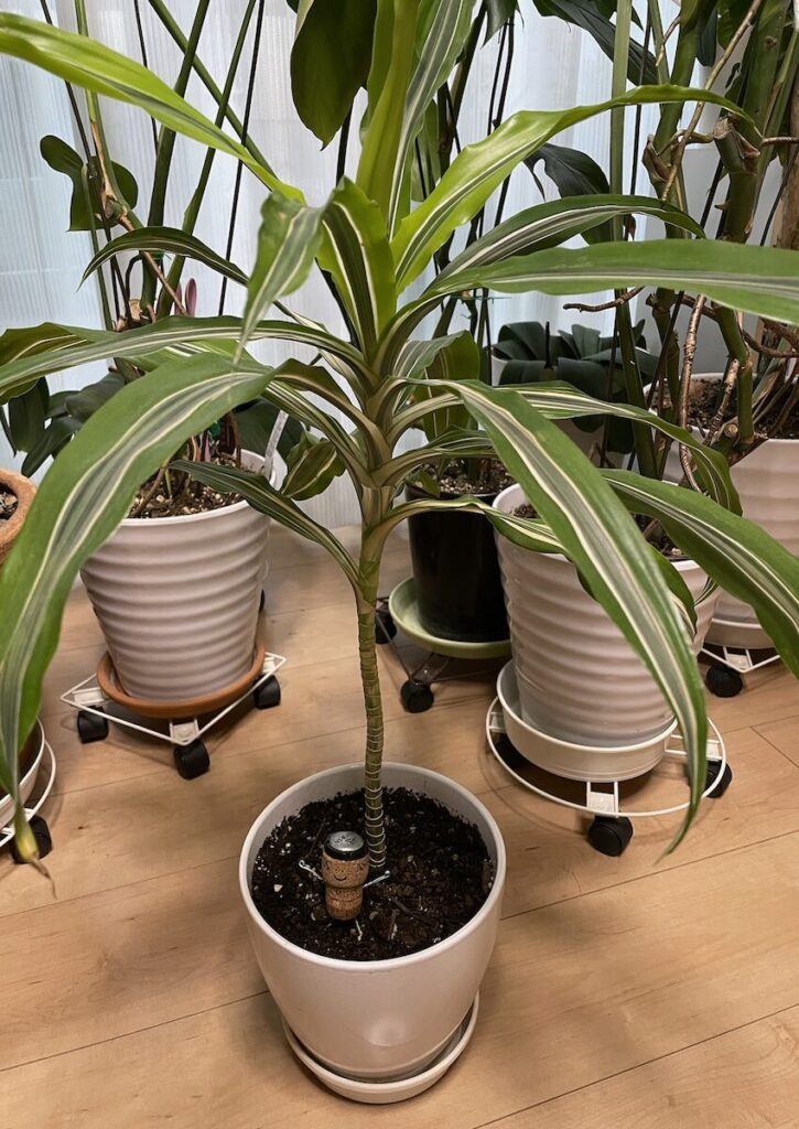 ドラセナ｜鉢で管理しているドラセナの全体の様子