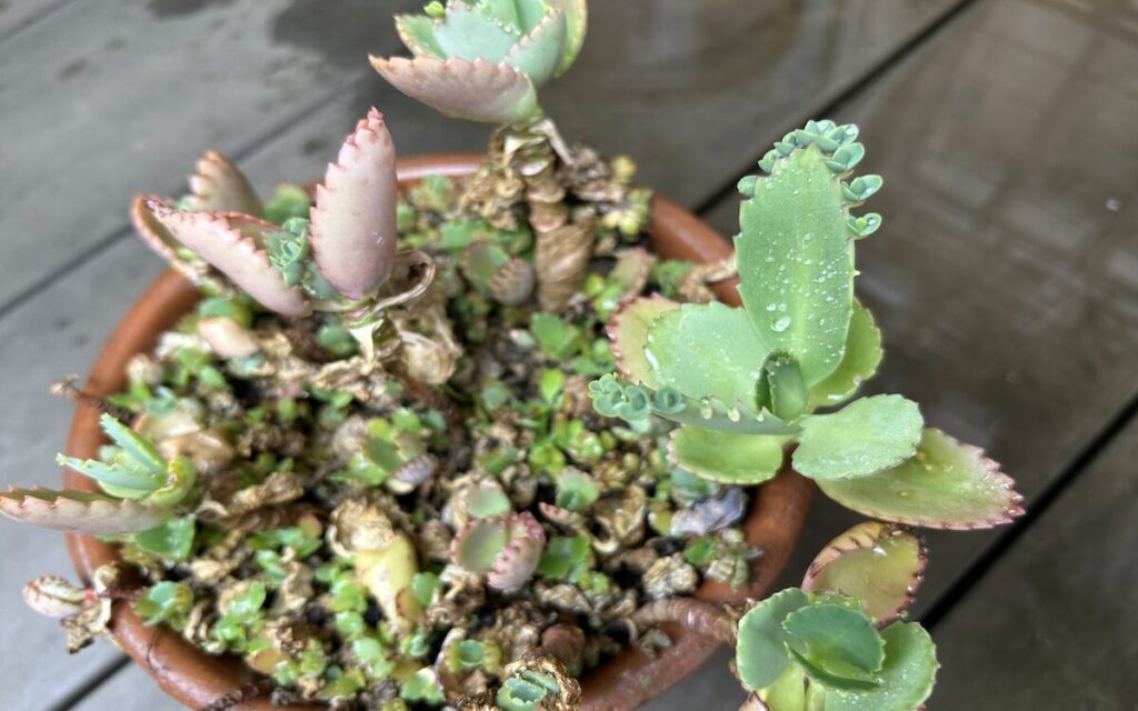 子宝草｜芽をつけた葉と、落ちた芽が鉢の中で発芽し成長している様子