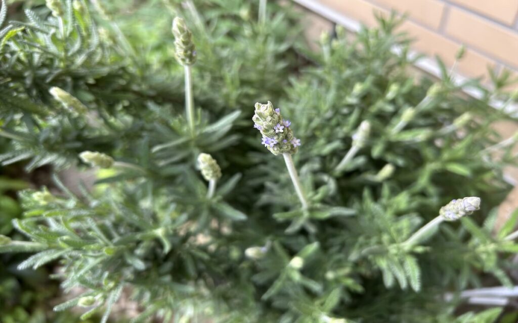 ラベンダー｜お花の咲きはじめ
