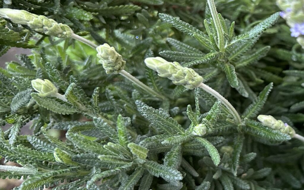 ラベンダー｜緑色のつぼみ