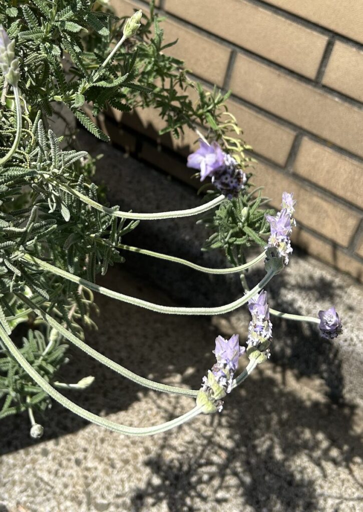 ラベンダー｜お花が咲いた様子