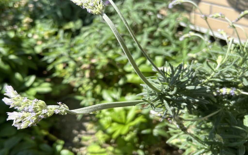 ラベンダー｜地植えで育てているハーブ