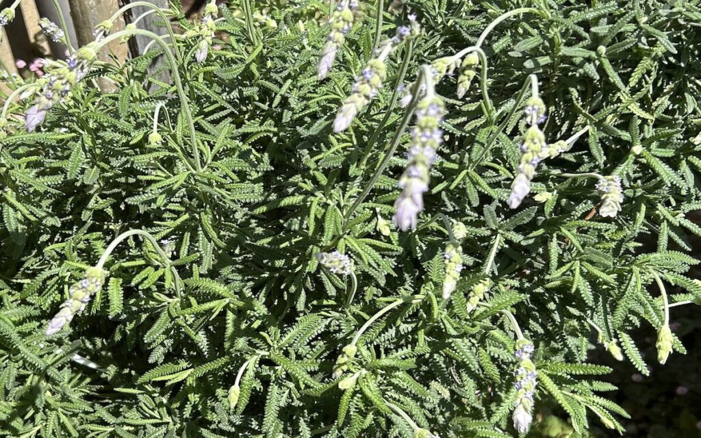 ラベンダー｜地植えで育てているハーブ