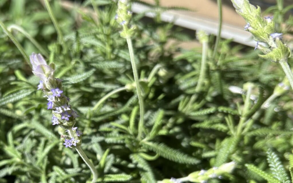 ラベンダー｜開花
