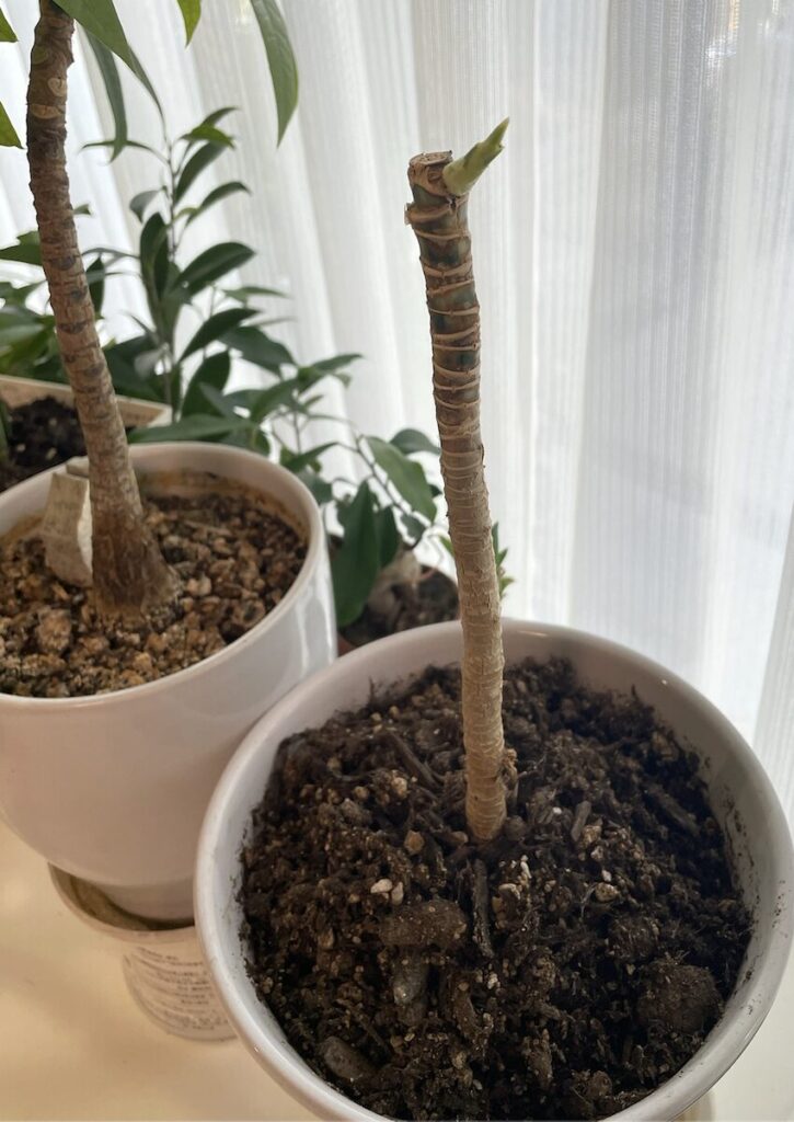 ドラセナ｜鉢植えで管理しているドラセナの株元と幹の様子