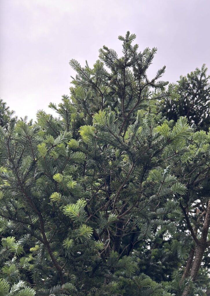 もみの木｜下から見上げた様子