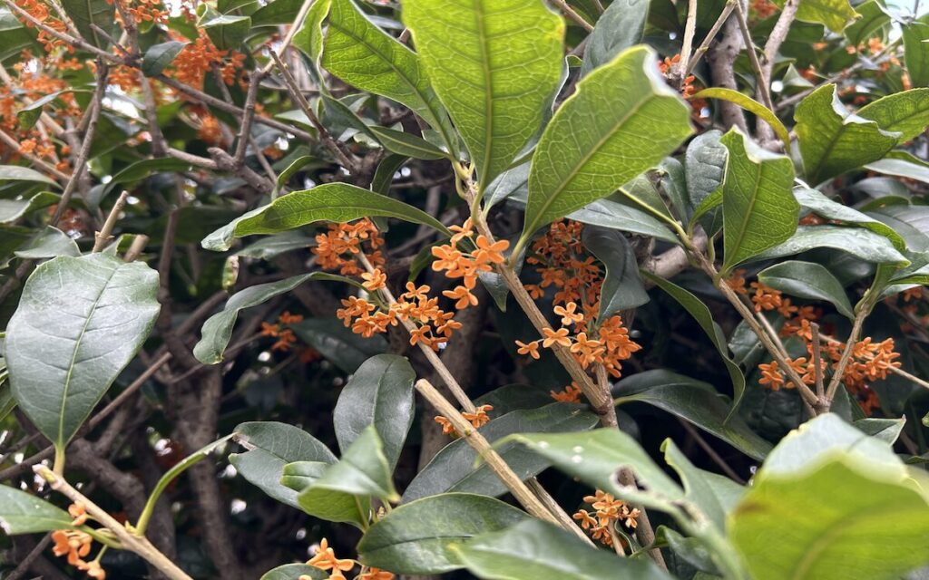 金木犀｜オレンジ色の花