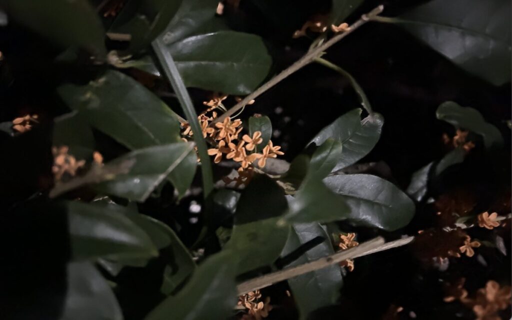 金木犀｜夜の様子